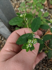 Euphorbia hypericifolia