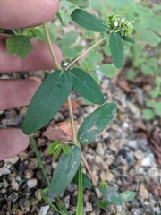 Euphorbia hypericifolia