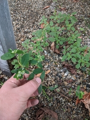 Euphorbia hypericifolia