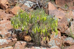 Senna artemisioides artemisioides