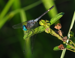 Micrathyria atra