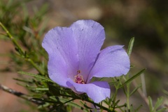 Alyogyne hakeifolia