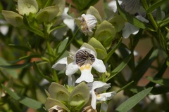 Prostanthera striatiflora