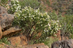Prostanthera striatiflora