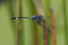 Micrathyria catenata