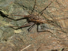 Pleioplectron auratum