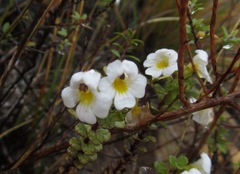 Euphrasia monroi
