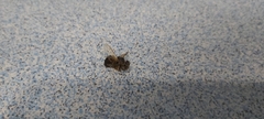Apis mellifera