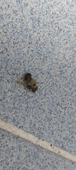 Apis mellifera