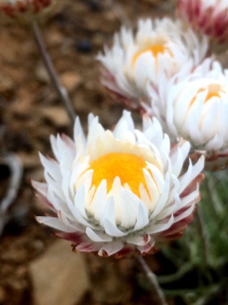 Leucochrysum albicans; photograph Lukas Clews, CC BY, iNaturalist via GBIF