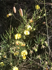 Gompholobium polymorphum