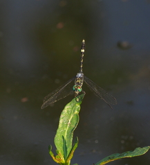 Micrathyria hesperis