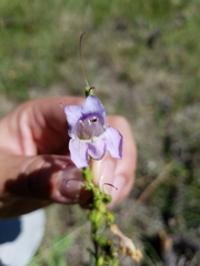 Penstemon pseudoputus