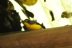 Myioborus melanocephalus