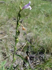 Penstemon pseudoputus