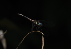 Micrathyria hypodidyma