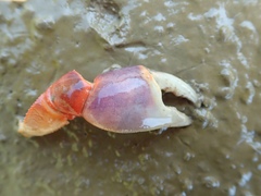 Chasmagnathus convexus
