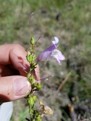 Penstemon pseudoputus