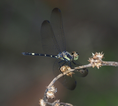 Micrathyria laevigata