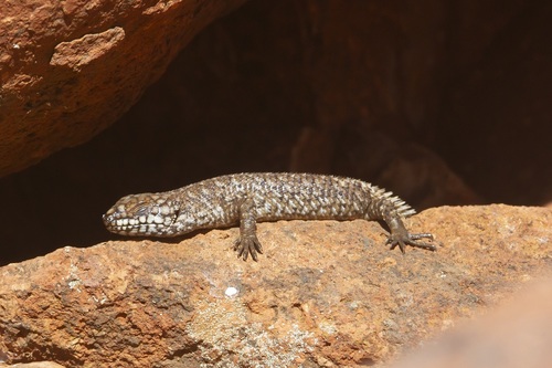 Gidgee Skink, Egernia stokesii