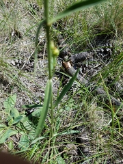 Penstemon pseudoputus