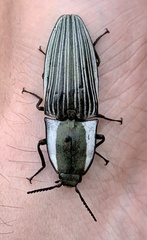 Chalcolepidius limbatus