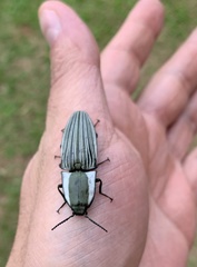 Chalcolepidius limbatus