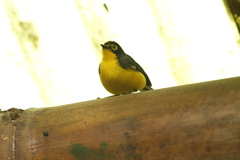 Myioborus melanocephalus