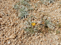 Raillardella argentea
