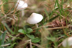 Inocybe geophylla
