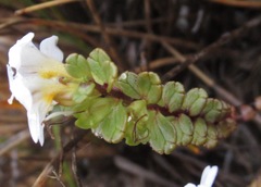 Euphrasia monroi
