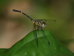 Nannophlebia eludens