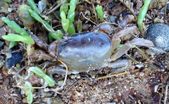 Cyclograpsus audouinii