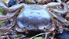 Cyclograpsus audouinii