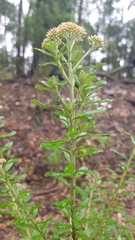 Ozothamnus cuneifolius