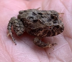 Strabomantis ruizi