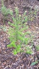 Ozothamnus cuneifolius