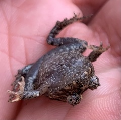Strabomantis ruizi