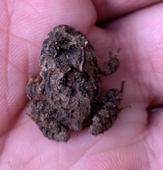 Strabomantis ruizi