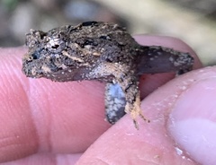 Strabomantis ruizi