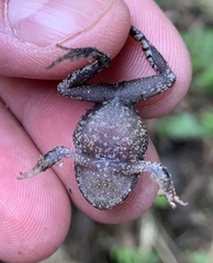 Strabomantis ruizi