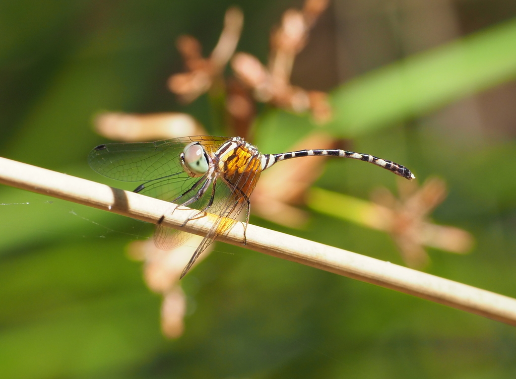 Pilbara Archtail