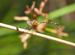 Nannophlebia injibandi