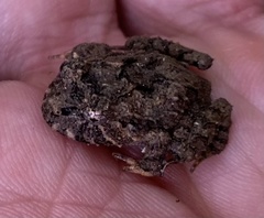 Strabomantis ruizi