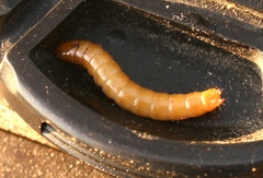 Selatosomus aeneus