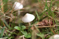 Inocybe geophylla