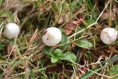 Inocybe geophylla