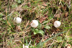 Inocybe geophylla