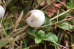 Inocybe geophylla