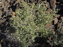 Physocarpus alternans